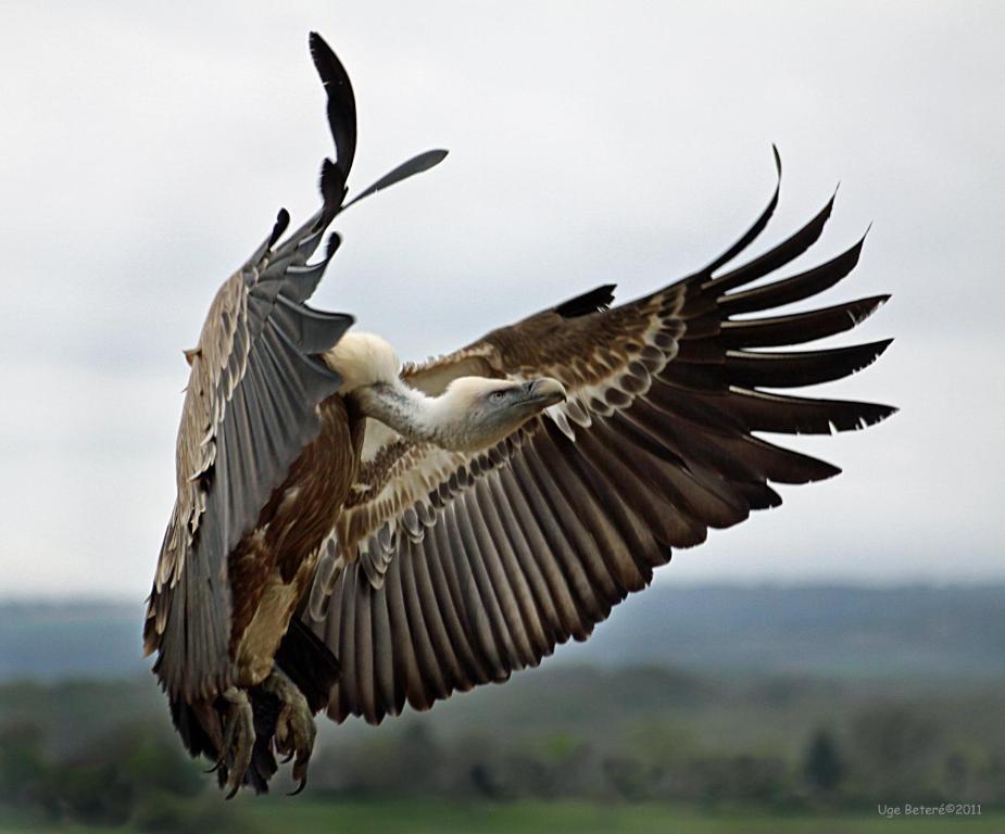 Observatorio De Aves Mas De Bunyol Валдеробрес Екстериор снимка